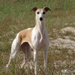 Một con báo báo là gì? Con chó mỏng đến từ cô Cheng